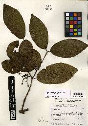 Psidium occidentale image