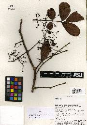 Psidium occidentale image