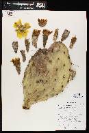 Opuntia engelmannii image