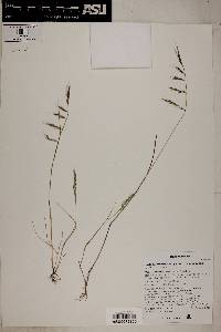 Vulpia microstachys var. pauciflora image