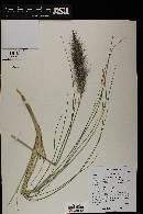 Pennisetum setaceum image