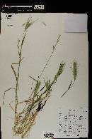 Hordeum murinum image