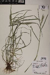 Bromus rubens image