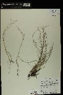 Muhlenbergia minutissima image