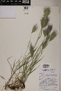 Bromus rubens image