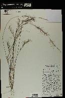 Aristida adscensionis image