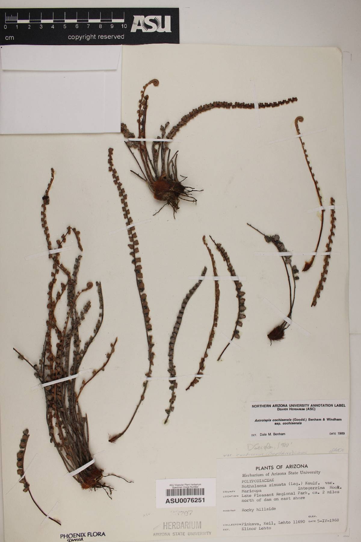 Astrolepis cochisensis subsp. cochisensis image