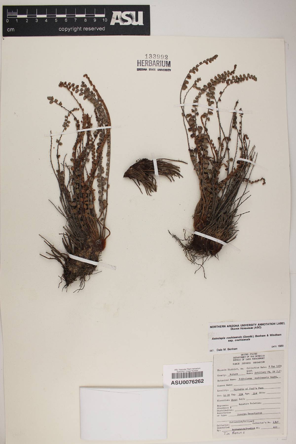 Astrolepis cochisensis subsp. cochisensis image
