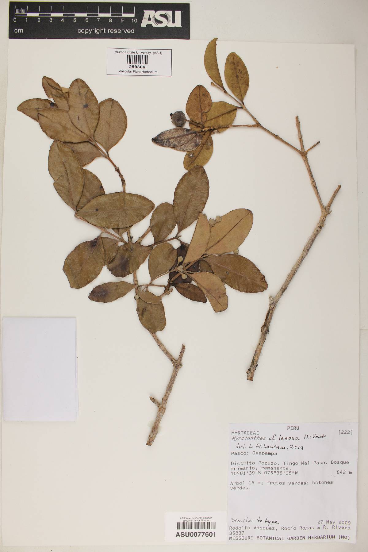 Myrcianthes lanosa image