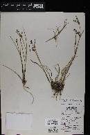 Juncus articulatus image