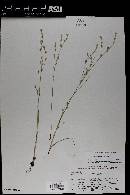 Juncus bufonius image