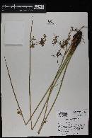 Juncus effusus subsp. austrocalifornicus image