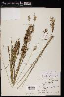 Juncus effusus subsp. austrocalifornicus image