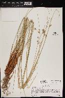 Juncus laccatus image