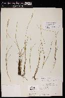 Juncus interior image