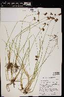 Juncus longistylis image