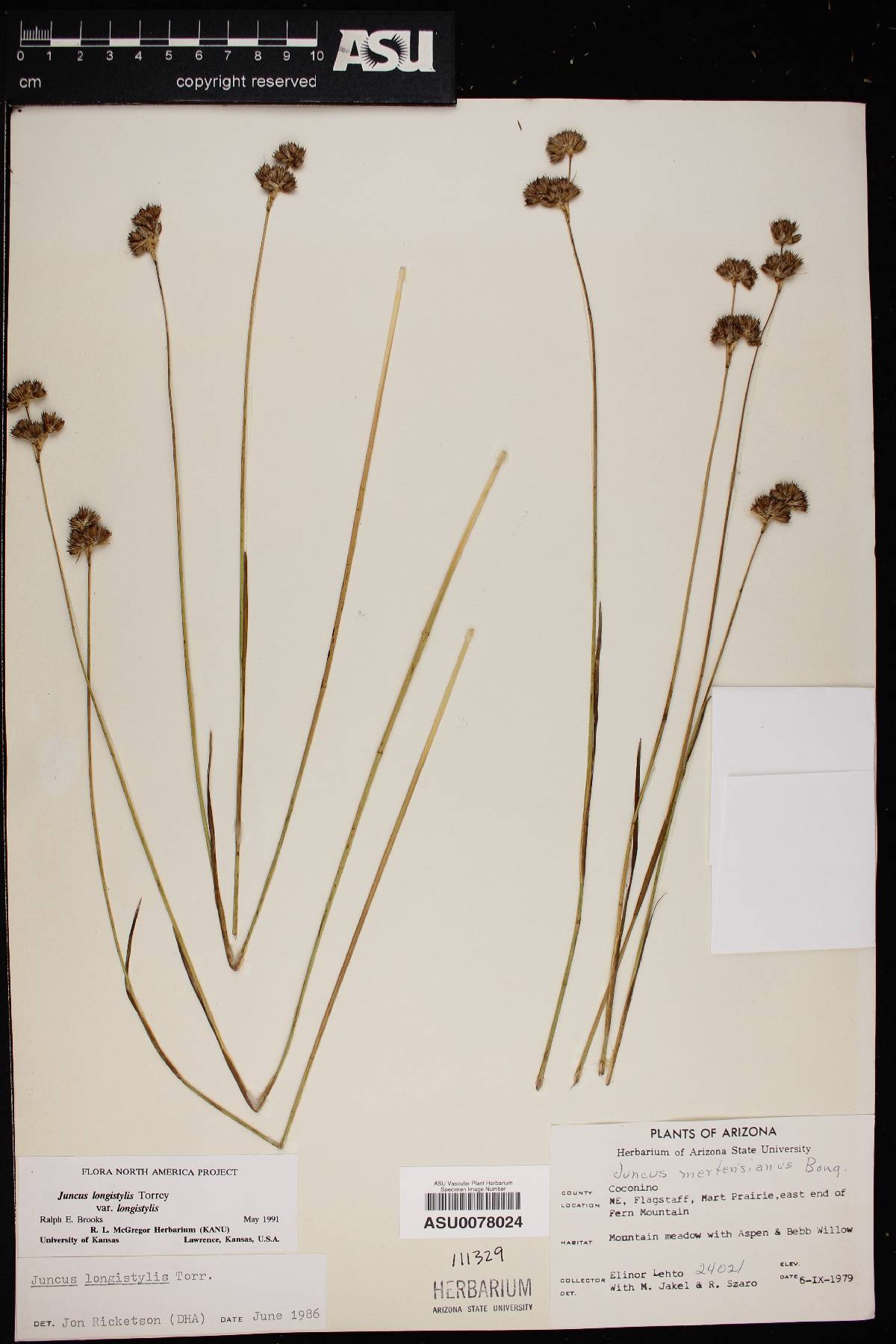 Juncus longistylis var. longistylis image