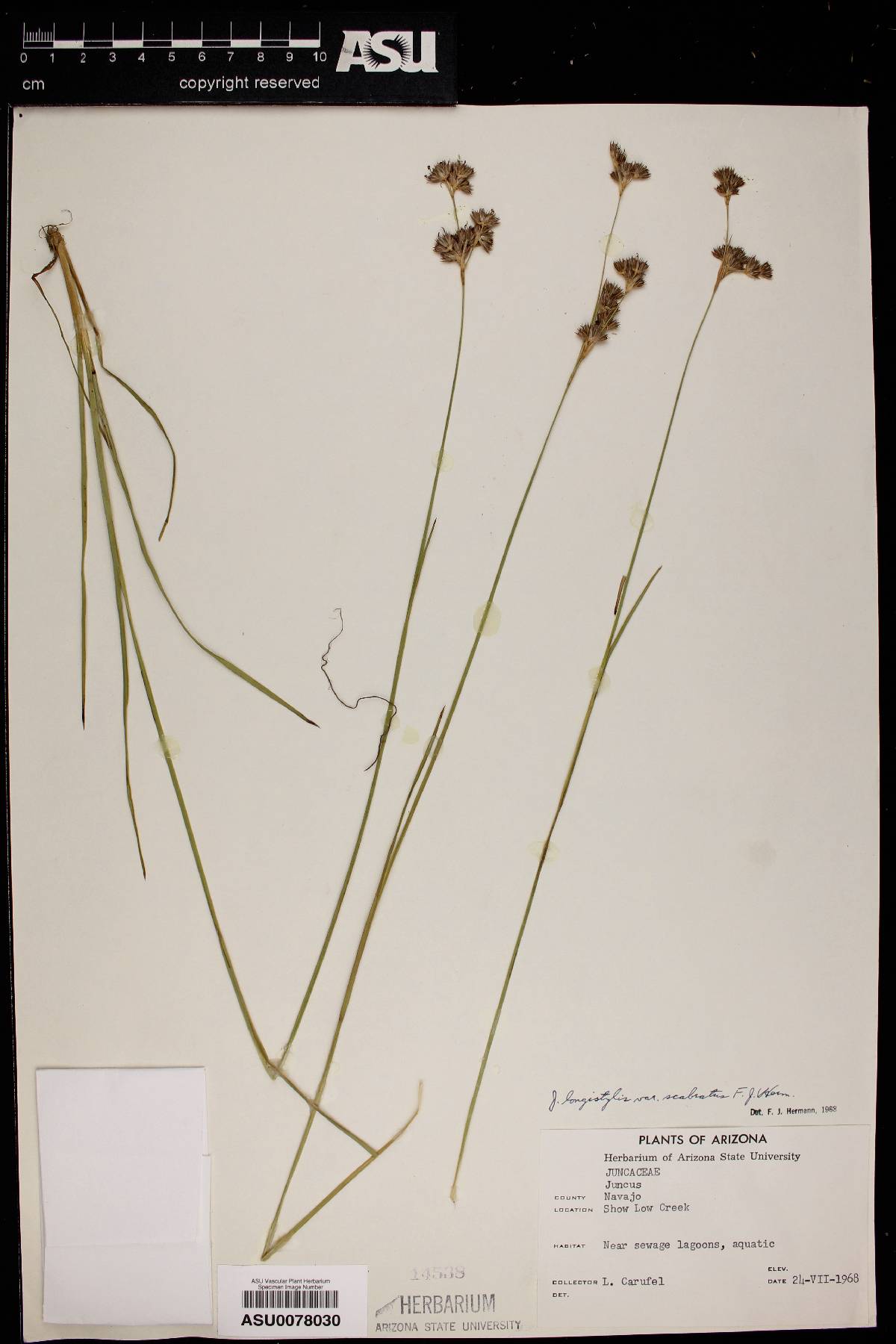 Juncus longistylis var. scabratus image