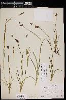 Juncus longistylis var. longistylis image