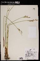Juncus balticus subsp. mexicanus image