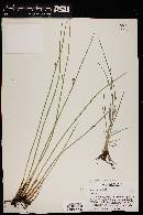 Juncus balticus subsp. ater image