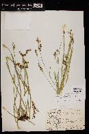 Juncus ensifolius var. montanus image