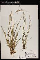 Juncus ensifolius var. montanus image