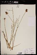 Juncus torreyi image