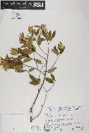 Blepharocalyx salicifolius image