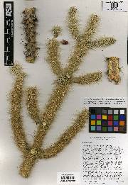 Cylindropuntia chuckwallensis image