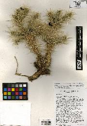 Cylindropuntia chuckwallensis image