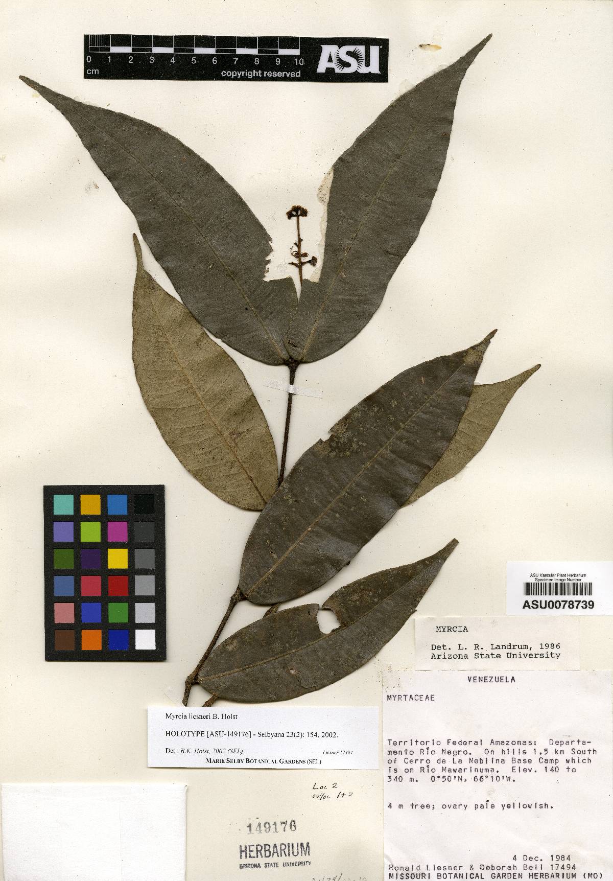 Myrcia liesneri image