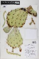 Opuntia engelmannii var. engelmannii image