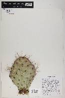 Opuntia x charlestonensis image