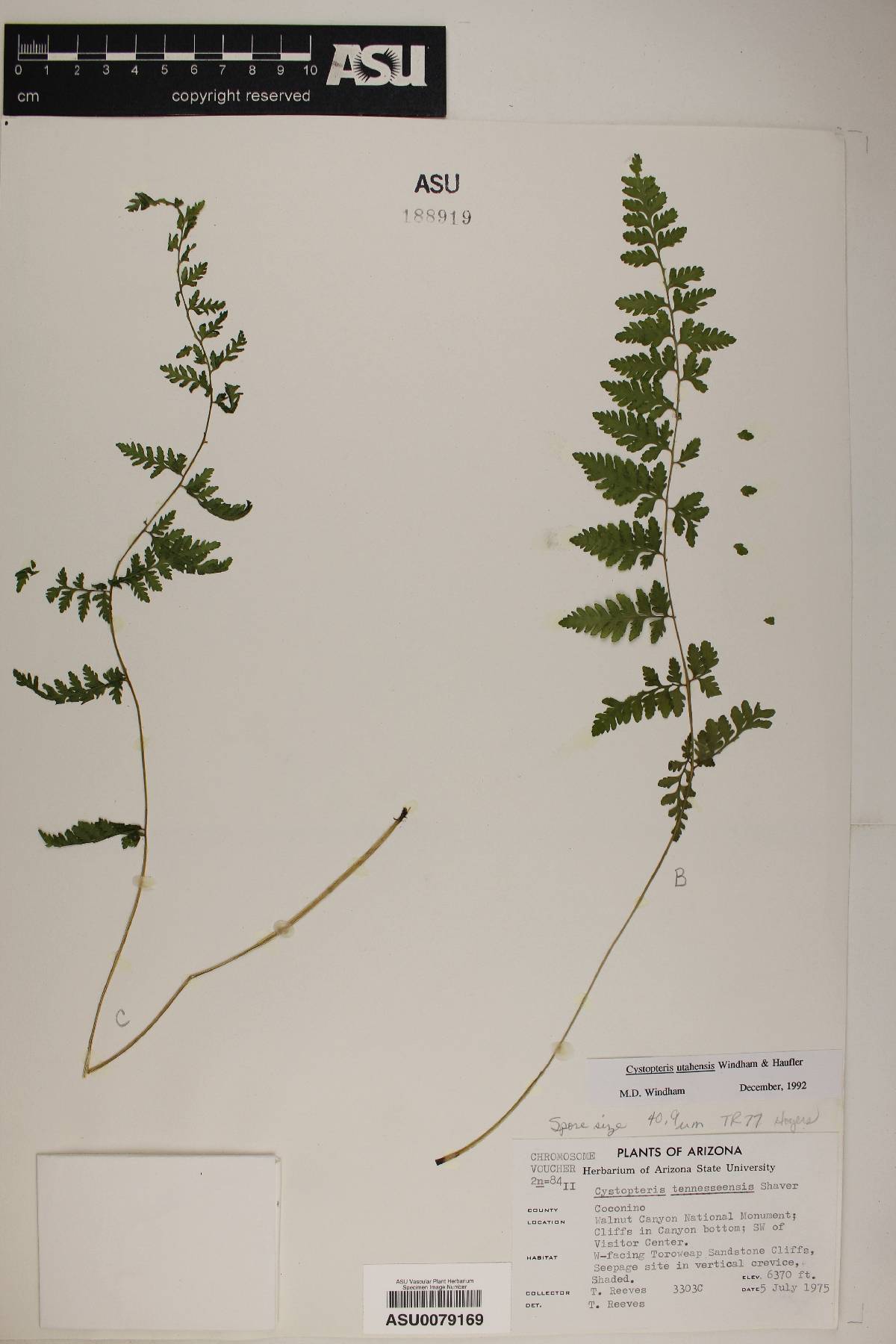 Cystopteris tennesseensis susp. utahensis image