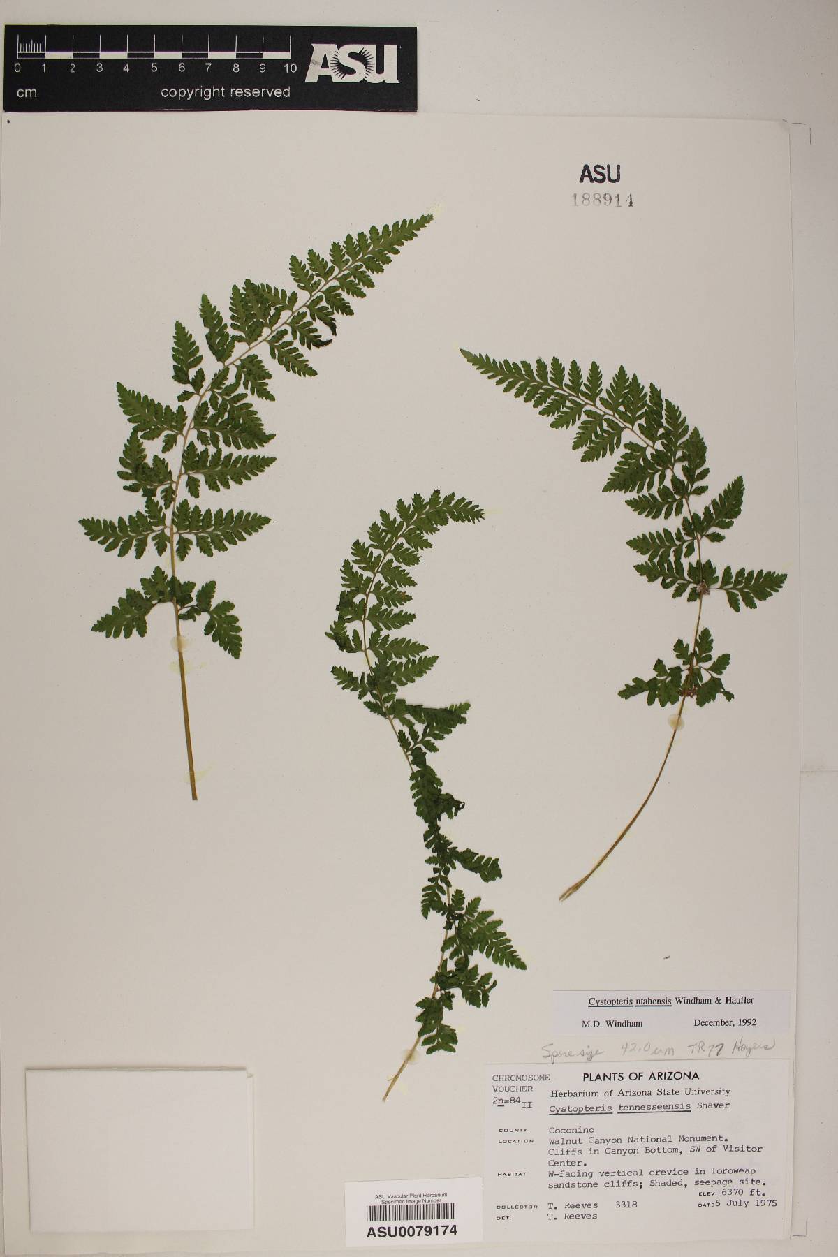 Cystopteris tennesseensis susp. utahensis image