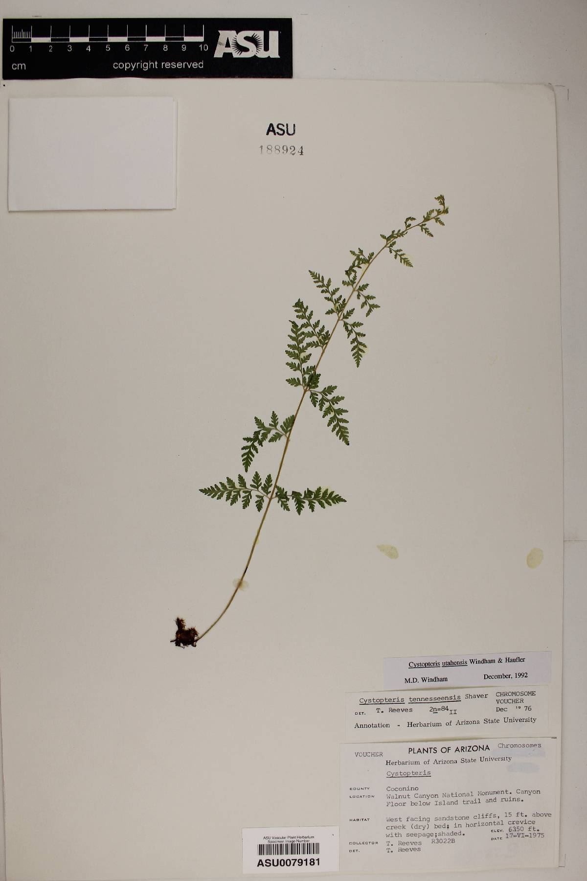 Cystopteris tennesseensis susp. utahensis image