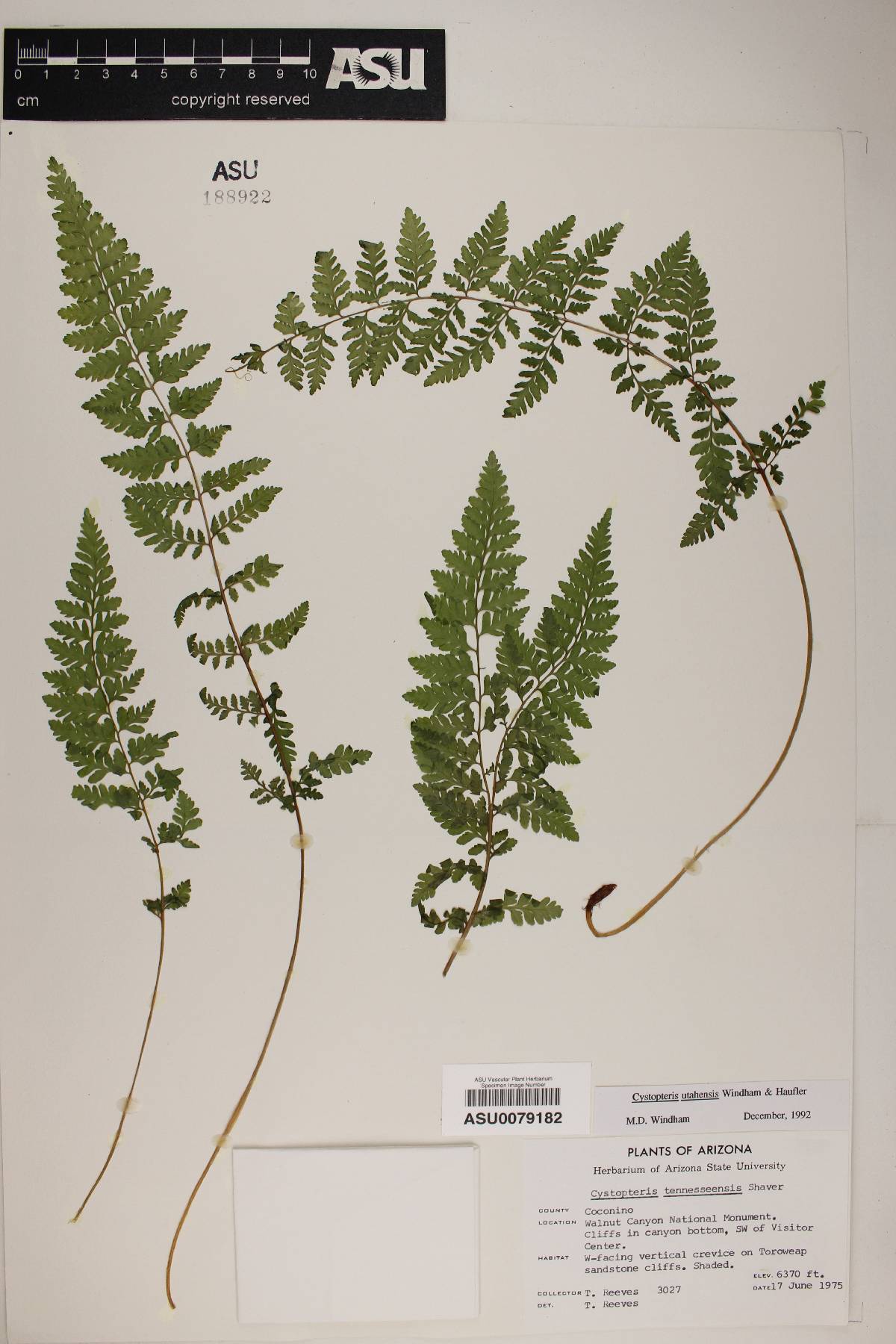 Cystopteris tennesseensis susp. utahensis image