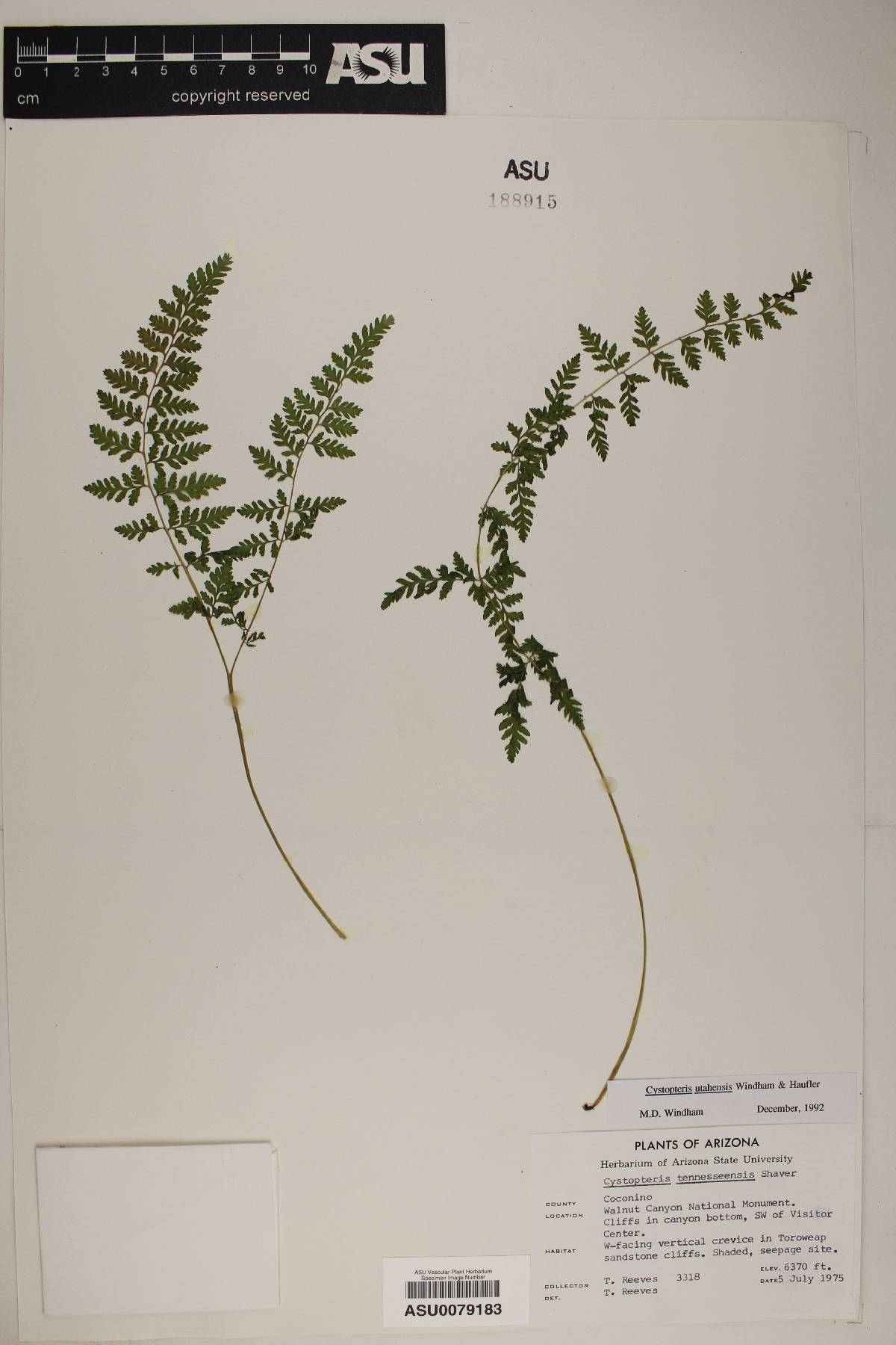 Cystopteris tennesseensis susp. utahensis image