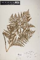 Pteridium aquilinum image