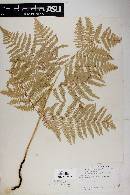 Pteridium aquilinum image