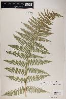 Dryopteris arguta image