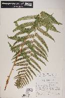 Dryopteris filix-mas image