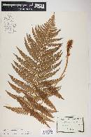 Dryopteris filix-mas image