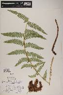 Dryopteris filix-mas image