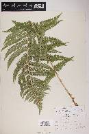 Dryopteris filix-mas image