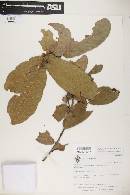Quercus elliptica image