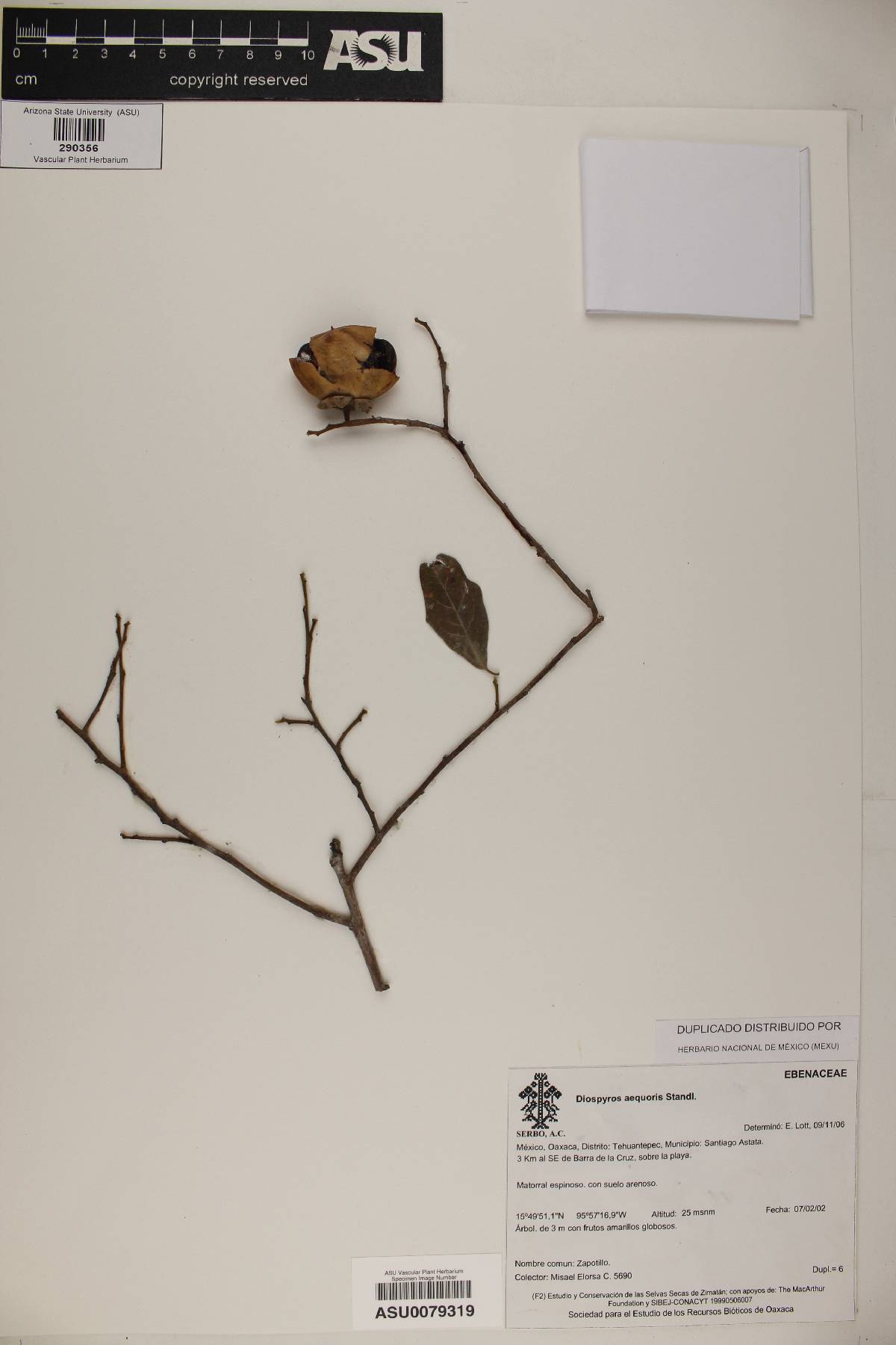 Diospyros aequoris image