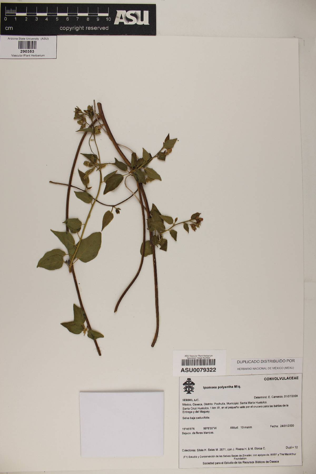 Ipomoea polyantha image