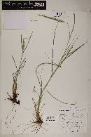 Setaria leucopila image